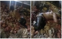 Video viral: tras las muertes por intoxicación, filmaron a un hombre nadando en achuras