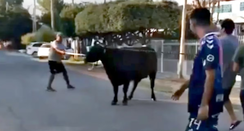 Video: salvajes atacaron un camión de ganado en Bernal y faenaron tres vacas en la calle