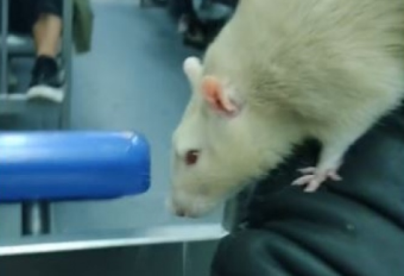 Video viral en el tren Roca: un hombre subió a hacer un show con una rata